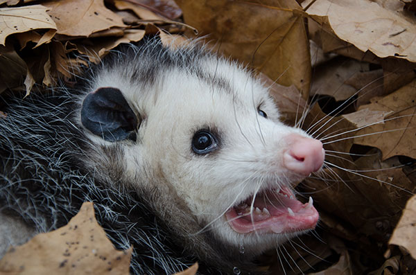 opossum